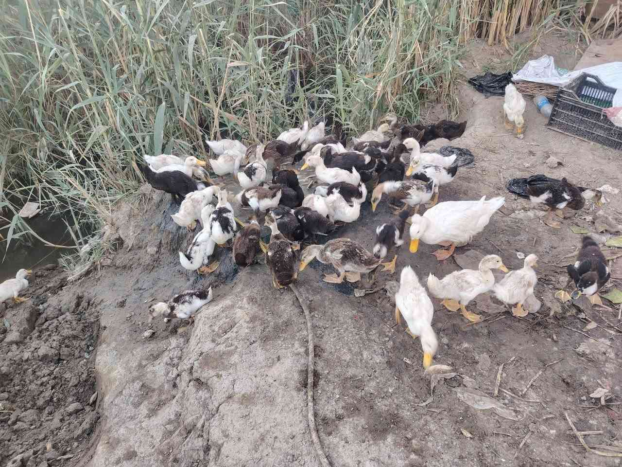 خضيري للبيع العدد ٥٠الزوج ب٦ الشراي يجي خاص


**إذا كنت صاحب هذا الإعلان وتريد حذفه لأي سبب، رجاءا أرسل رسالة إلى الدعم الفني**