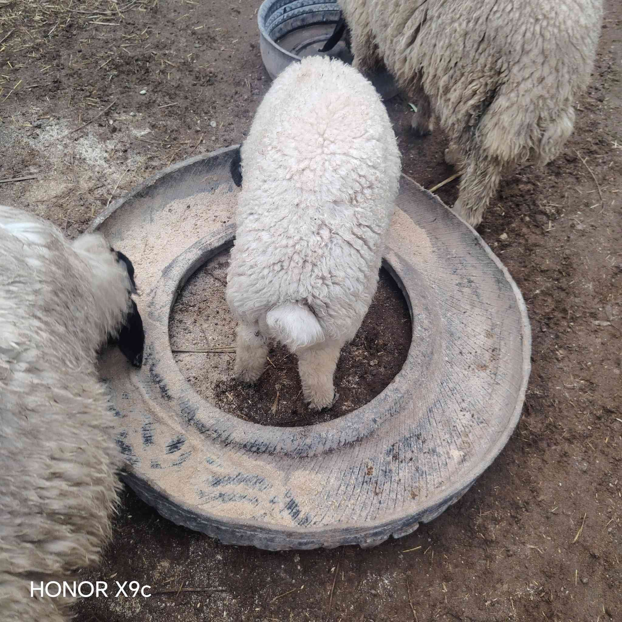 متاح طلي قوزي خاصم خير من الله يرهم ربط ويرهم نذاري لي يريده يتصل عل ***********
