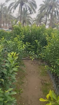 مشتل • حمضيات • محاويل