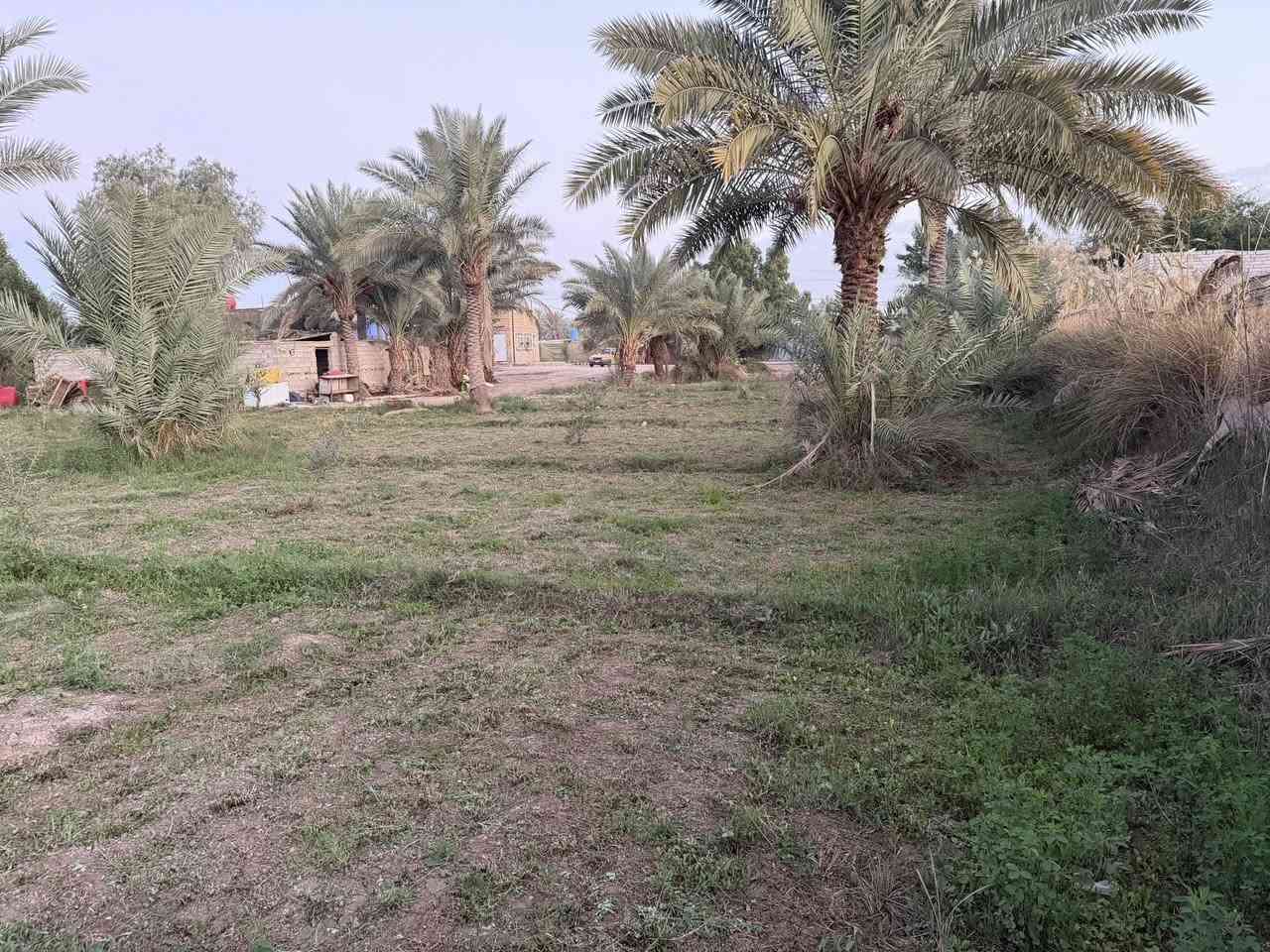 للبيع 2000مترطابو بستنا على طريق السنيه مقابل الجامعه الاسلاميه الجديده تبعد عن الشارع العام ١٥٠ متر كامل الخدمات ماء سقي ماء اساله كهرباء وطني ومولدات شارع  وبيها أنواع النخيل مسيجه بالكامل تحويل بسم المشتري ترهم مراوس نقدي يبقه مبلغ انتظرك عليه حسب التفاق للستفسار تعال خاص اواتصل ***********واتساب
***********
