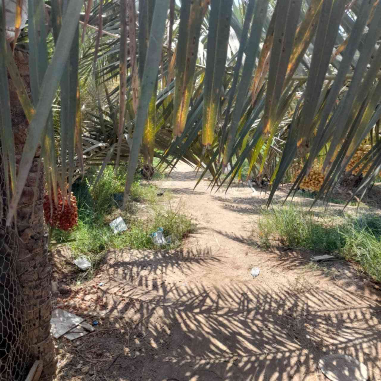 بستان دونم ونص على جهت شط العرب  بسم عراقي طابو صرف اسود عثماني تحويل مباشر  يبعد عن طريق ابو الخصيب السايدين 800م قرب جامع الرسول الاعظم
***********
