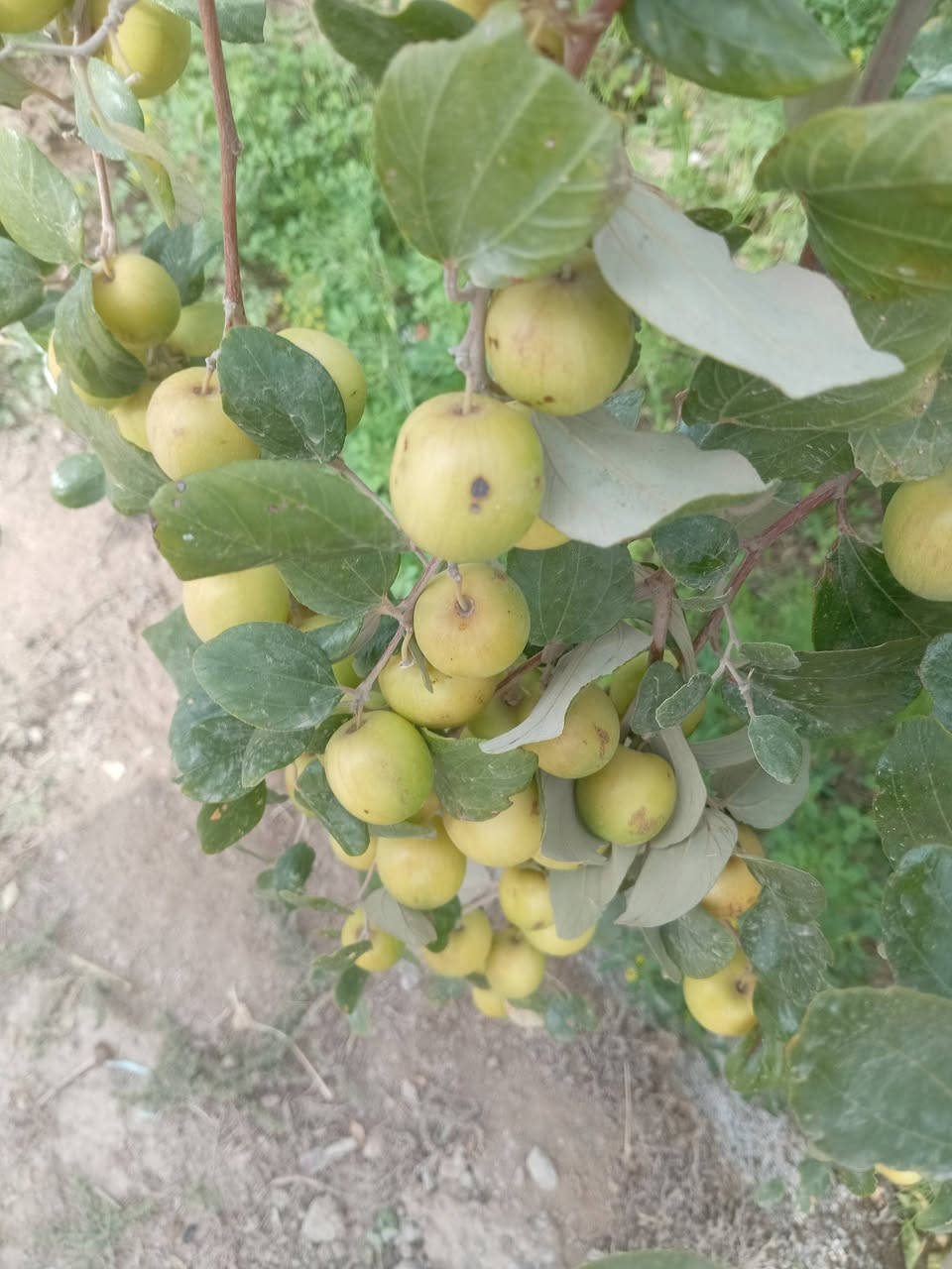 مستعدين لتطعيم السدر تفاحي البصراوي🍏 عرموطي تايلندي🍐 باكستاني زيتوني مكان ذي قار قضاء نصر رقم هاتف *********** وا.تساب☎️
