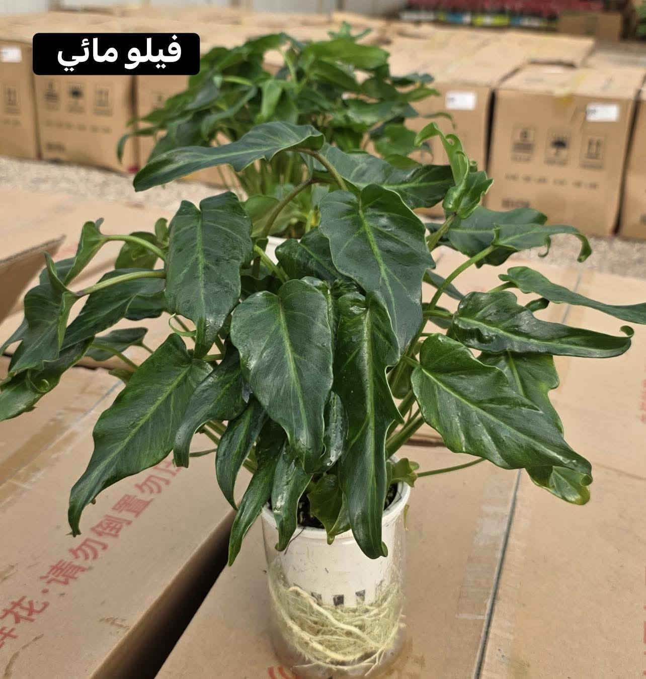 🌿 حوّل بيتك إلى واحة من الراحة.. أفضل النباتات الظلية للمبتدئين! 🏠✨
هل تبحث عن لمسة طبيعية تُغير شكل غرفتك وتُحسن حالتك المزاجية؟ النباتات الظلية ليست مجرد ديكور، بل هي رئة إضافية لبيتك وتساعد في تنقية الهواء وتقليل التوتر. 🧘‍♂️💚
إليك قائمة بأجمل وأسهل النباتات التي يمكنك البدء بها:
1️⃣ نبات جلد النمر 

 * لماذا تختاره؟ "النبات الذي لا يموت بسهولة". مثالي للمبتدئين لأنه يتحمل قلة الإضاءة والعطش لفترات طويلة.
 * فائدته: رائع في تنقية الهواء من السموم ليلاً.
2️⃣ نبات البوتس 
 🌱
 * لماذا تختاره؟ نبات متسلق سريع النمو، يعطي مظراً جمالياً رائعاً عند وضعه على الأرفف العالية.
 * فائدته: سهل الإكثار، يمكنك أخذ "عقلة" منه ووضعها في الماء لتنمو من جديد.
3️⃣ نبات الزاميا 
 💎
 * لماذا تختاره؟ يتميز بأوراقه الخضراء الداكنة واللامعة التي تبدو وكأنها مصنوعة من الشمع.
 * فائدته: صبور جداً ويتحمل الأماكن التي تفتقر للإضاءة الطبيعية.
4️⃣ زنبق السلام 

 * لماذا تختاره؟ لمحبي الزهور، فهو ينتج زهوراً بيضاء أنيقة وجميلة.
 * فائدته: يخبرك بنفسه متى يحتاج للماء (تذبل أوراقه قليلاً لتنبهك)، وبمجرد سقيه يعود للحياة!
✨ نصائح سريعة للعناية بنباتاتك:
 * الإضاءة: النباتات الظلية تحب الضوء "غير المباشر" (بجانب النافذة مثلاً).
 * الري: القاعدة الذهبية هي (لا تسقِ النبات إلا إذا جفت التربة)، كثرة الماء هي العدو الأول للجذور.
 * النظافة: امسح الغبار عن الأوراق بقطعة قماش مبللة لتسمح للنبتة بالتنفس.
💬 وأنت.. ما هي نبتتك المفضلة في المنزل؟ شاركنا صورتها في التعليقات لنستمتع بجمالها! 👇
#نباتات_ظلية #ديكور_منزلي #طبيعة #زراعة_منزلية #نباتات_داخلية #GreenHome
هل ترغب في تعديل أي جزء؟
أستطيع تخصيص المنشور أكثر إذا كنت تريد التركيز على:
 * نباتات معينة بالأسماء.
 * نصائح لعلاج مشاكل النباتات (اصفرار الأوراق مثلاً).
اي استفسار اتواصل معنا واتساب 
***********
او زياره مشتلنا
 النجف الاشرف المناذره قرب مطعم وحدائق الساقي
