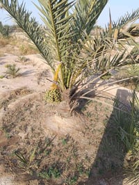 ٣ دونم • الزبير الدواجن • ماء ارتواز وتحلية
