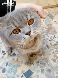 سكوتش فولد • ٨ أشهر • ملقح