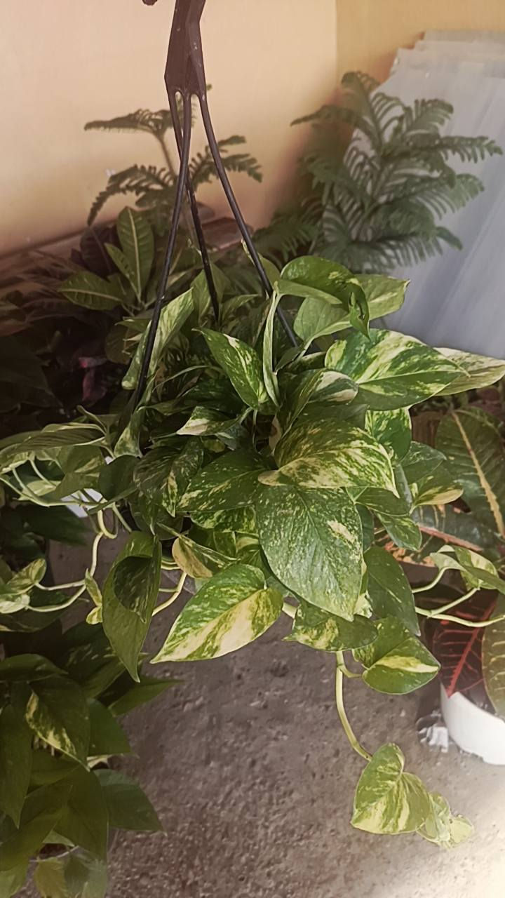 السلام عليكم
مشتل سيد حسين قرب جسر الصويره 
لكافت أنواع الأشجار الحمضيات والضليات والزينه 
كله جوه السوك عروض نار🔥


**إذا كنت صاحب هذا الإعلان وتريد حذفه لأي سبب، رجاءا أرسل رسالة إلى الدعم الفني**