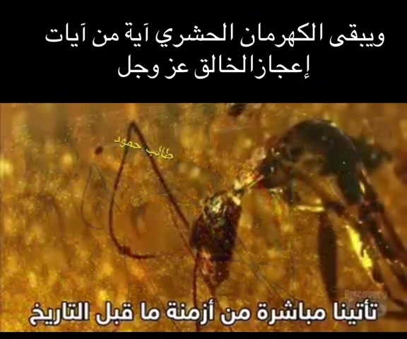 #مزاد_كهرمان_زمان #*********** #مزاد_كهرمان_زمان #مشاهير_تيك_توك #عروض 
