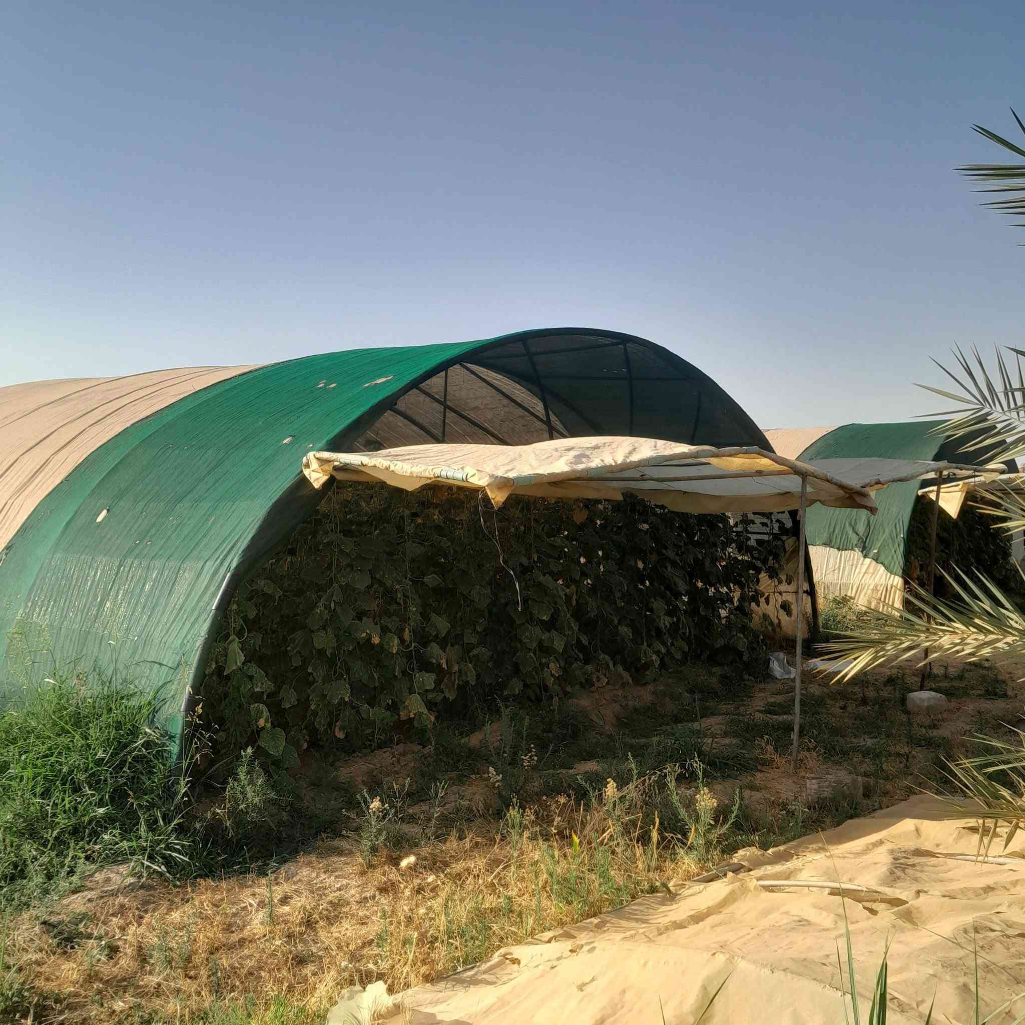 السلام عليكم ابيوت ابلاستيكيه للبيع العدد (٢) النوع اردني اصلي حديد مع نايلون السعر( ٦ ) وبهن مجال الستفسار اكثر اتصل ***********على الرقم
