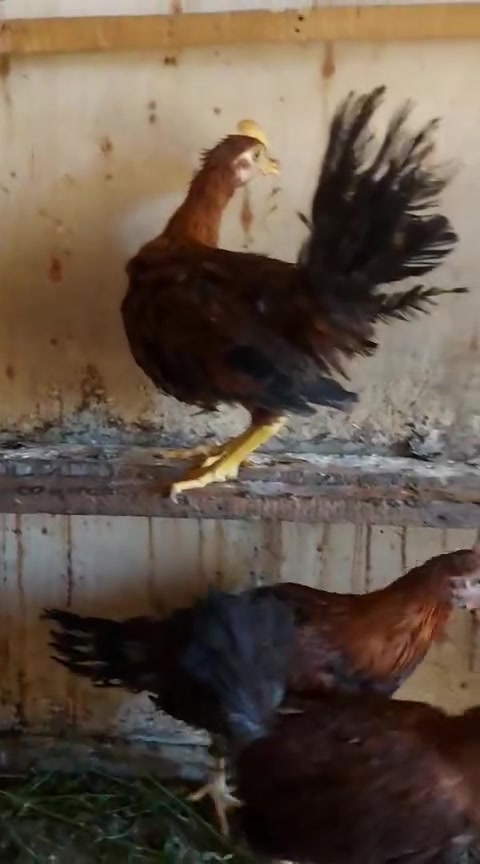 للبيع في النجف الاخوه الاربعه عمرهم ٤ شهور ديوجه عرب رس قديم من الاب والام


**إذا كنت صاحب هذا الإعلان وتريد حذفه لأي سبب، رجاءا أرسل رسالة إلى الدعم الفني**