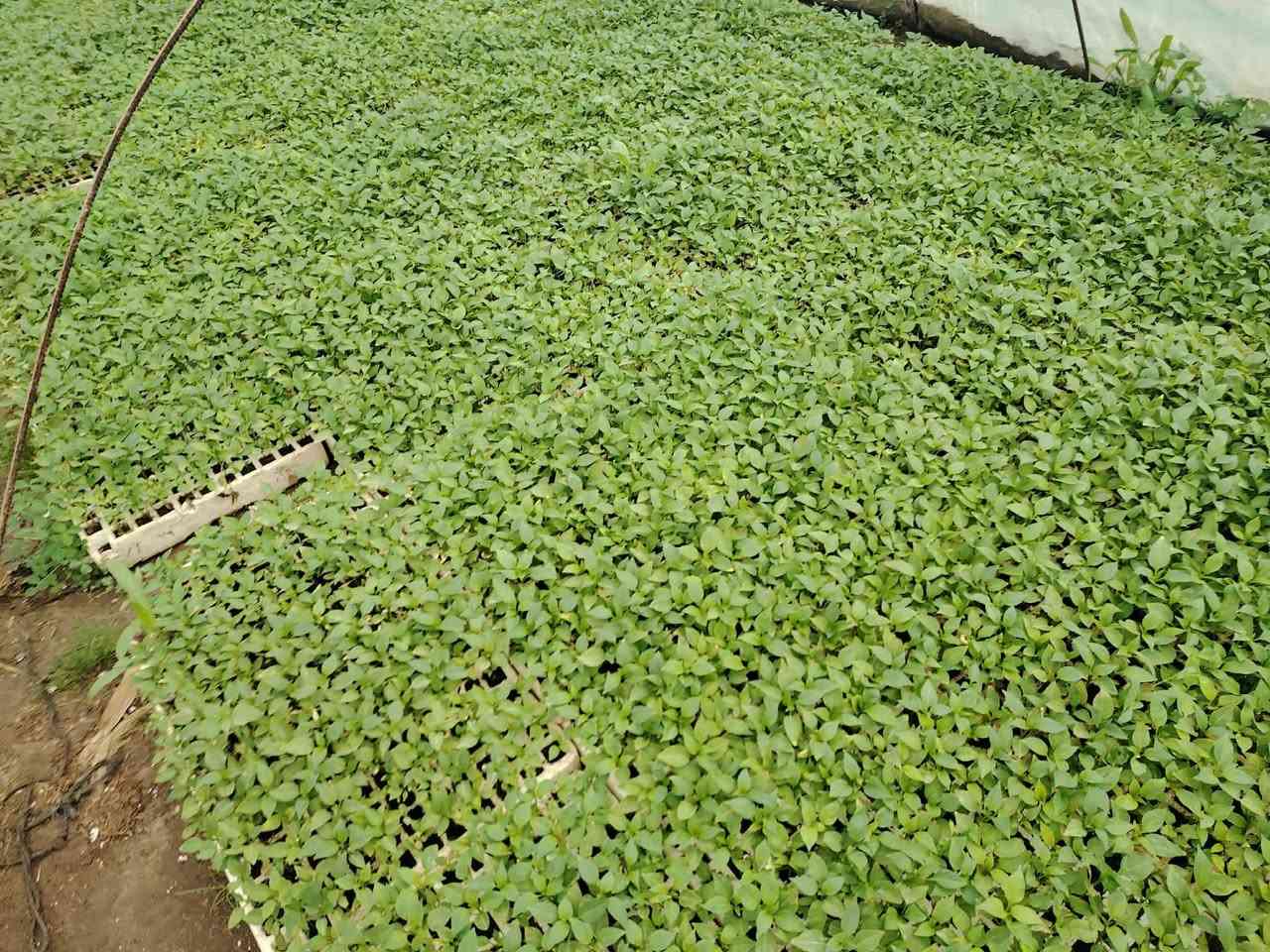 توفر دايات خضروات طماطة باذنجان فلفل الطبقة تحتوي على 200عين،علق تم ويجيك السعر


**إذا كنت صاحب هذا الإعلان وتريد حذفه لأي سبب، رجاءا أرسل رسالة إلى الدعم الفني**