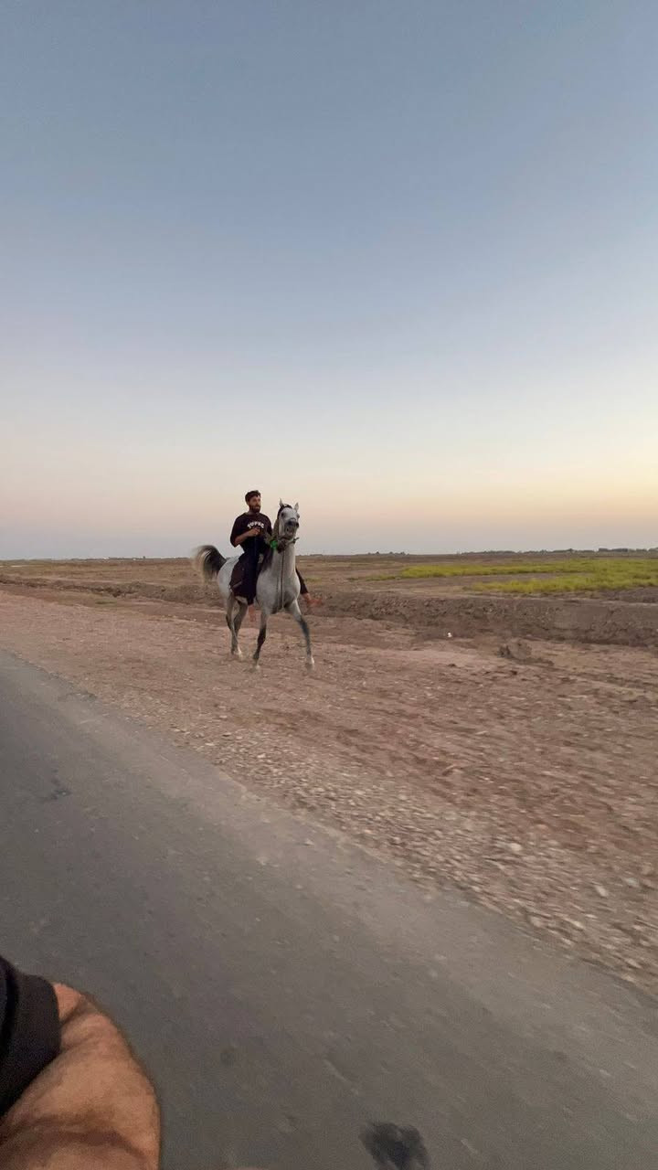 سلام عليكم خيالتنه حصان لبيع نيمان حض وبخت مال طراد اوخياله عمره ٦ رتفاعه ١٥٤ لبيع مراوس فرس حسب الاتفاق مكان ميسان تصال ***********
