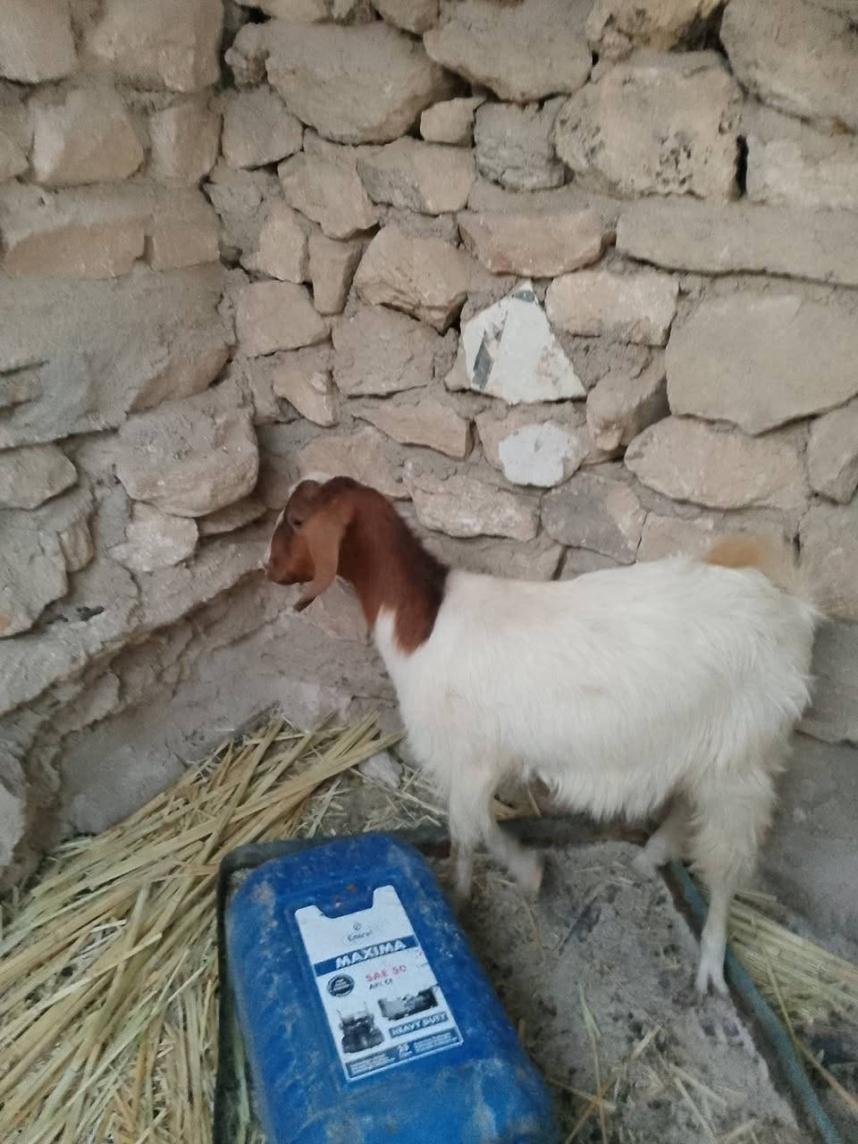 متاح جدي للبيع سعر ٢٢٥ وبي مجال مكان هيت ***********
