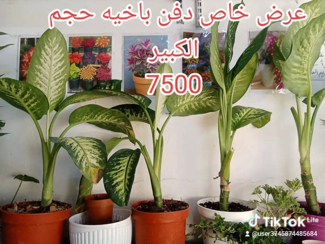 محل ابو جمانه 
حي الزهراء قرب مكتبه المعرفه 
عروض نباتات خاصه 
جلد النمر 3000
دفن باخيا 7500 حجم الكبير


**إذا كنت صاحب هذا الإعلان وتريد حذفه لأي سبب، رجاءا أرسل رسالة إلى الدعم الفني**