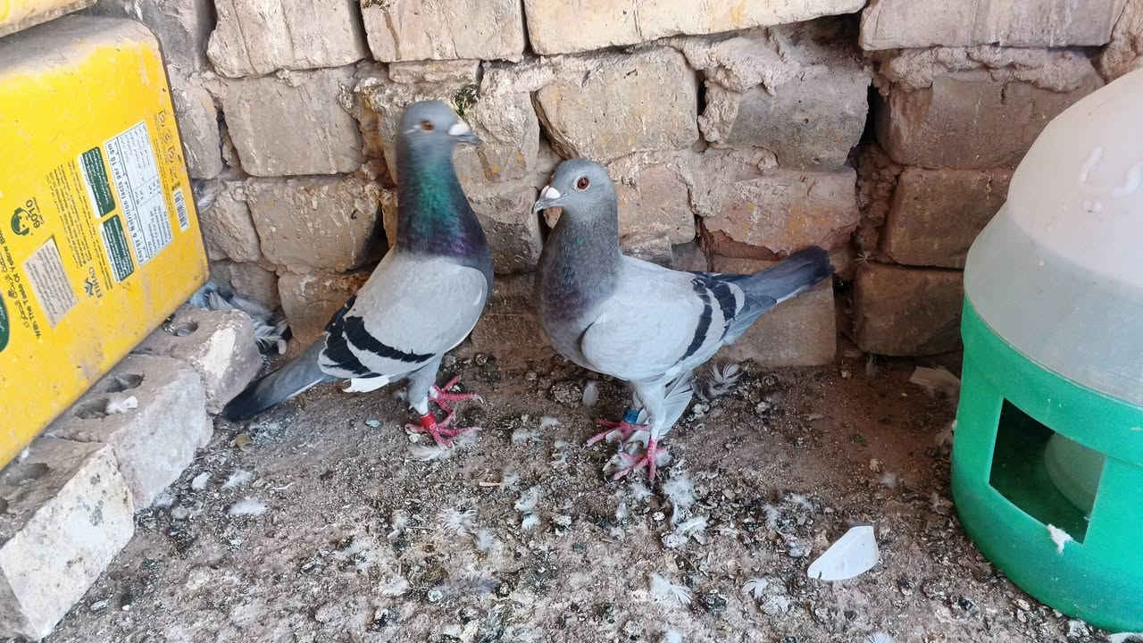 زواجل للبيع عدد 8طيره وفحل سعر الزوج 8 مكاني نهروان شارع الشمري


**إذا كنت صاحب هذا الإعلان وتريد حذفه لأي سبب، رجاءا أرسل رسالة إلى الدعم الفني**