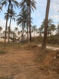 شفتة قرب النهر العريض • ٣٠٠م • ارض زراعي