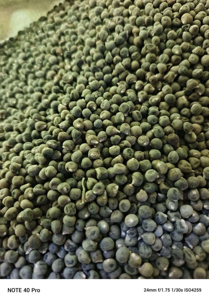 بسم الله الرحمن الرحيم يوجد جميع أنواع البذور ذره صفراء@وذره حمراء @وبذور سيسبان @العنوان الحمزه الغربي قرب خط السريع @للتواصل ***********
