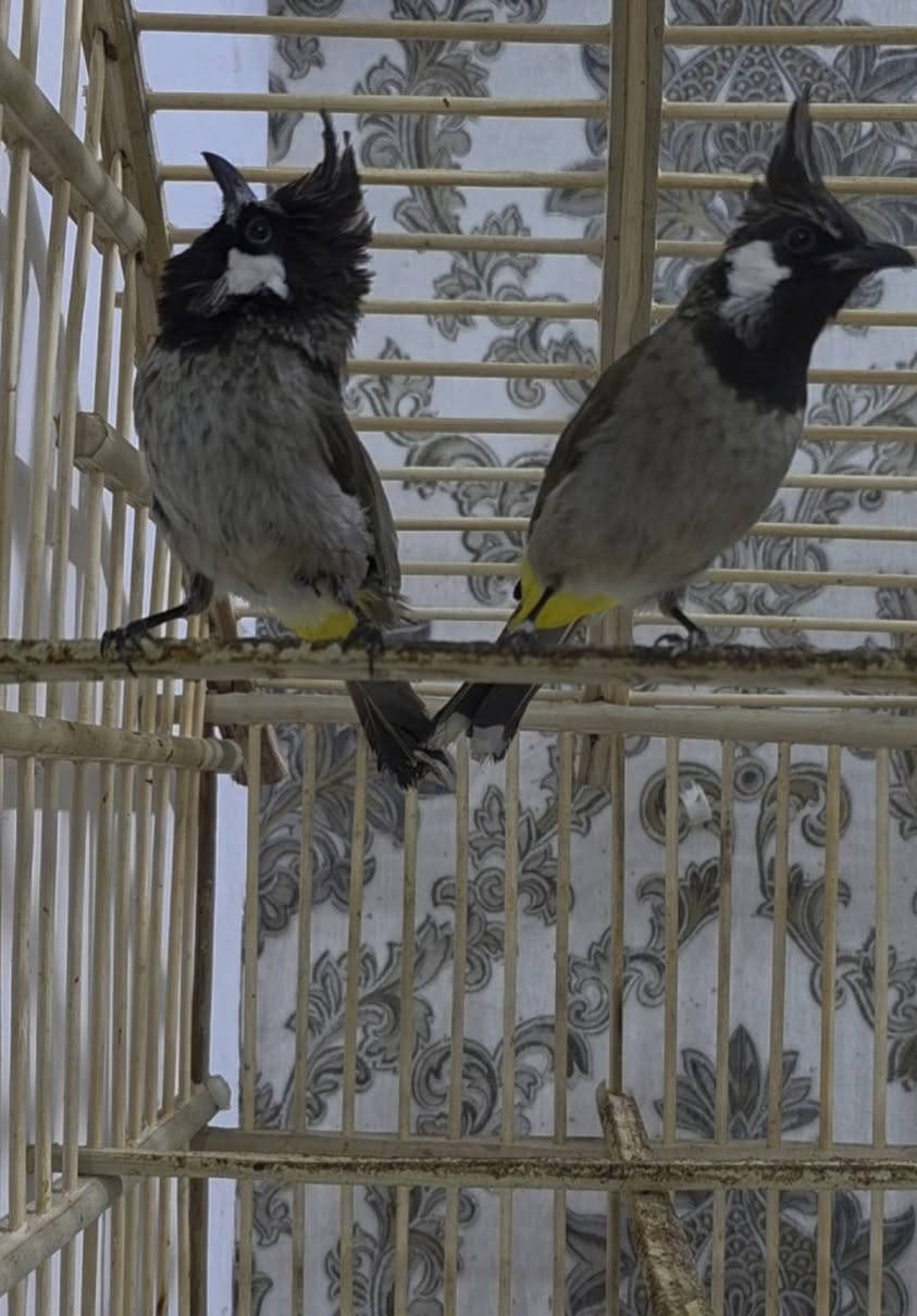 السلام عليكم متوفر من هاي البلابل الهملايا الي يريد منهن يتواصل رقمي ***********
