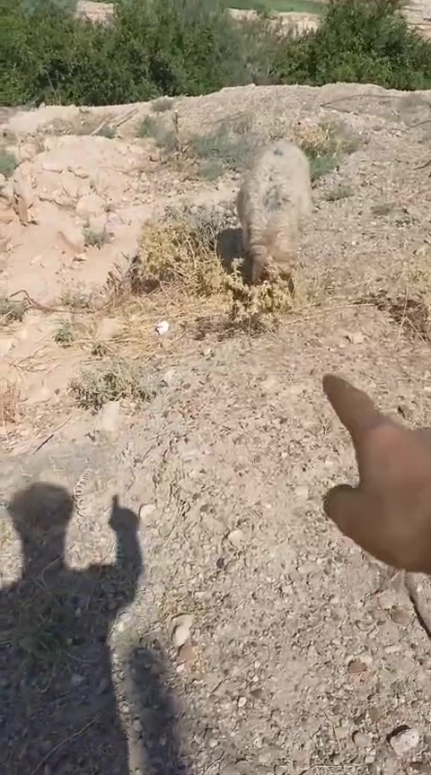 السلام عليكم حلال للبيع 5 فطايم بنات السنه وثنايه 2 وحده مبدله سنين وحده بعده مامبدله محنيات من شهر الرابع للاستفسار *********** يتوفر واتساب
