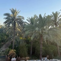 بستان في منطقت الراشديه  محمل بل ثمار والاشجار بستان حمال ريهم مزرعه ش...