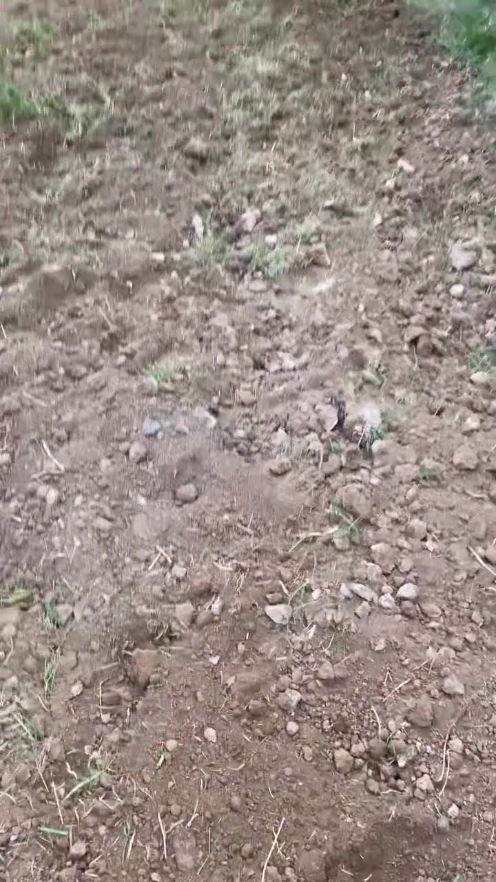 السلام عليكم
متواجد حاروثه لحراثة الارض وهذا شغلي مثل ما موضح بالفيديوهات وشغلها حسب حالة كاعك اشتغل لكل مناطق الفهود للاستفسار متوجد على الخاص او هذا رقمي ***********
