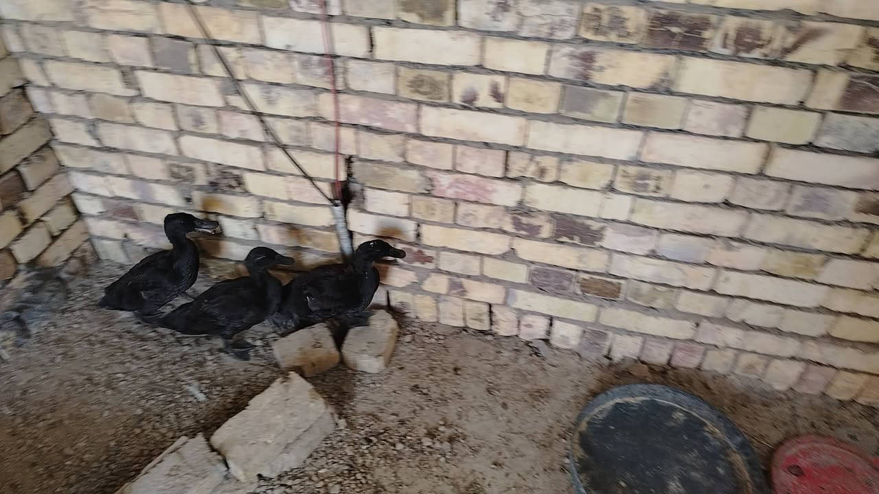 بش امريكي عدد 3 عمر شهرين وبش مصري عدد 6


**إذا كنت صاحب هذا الإعلان وتريد حذفه لأي سبب، رجاءا أرسل رسالة إلى الدعم الفني**