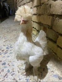 دجاجة براهما خط اول على وجه مبياض دجاجة سلطانيه ع وجه مبياض  افراخ عرب...