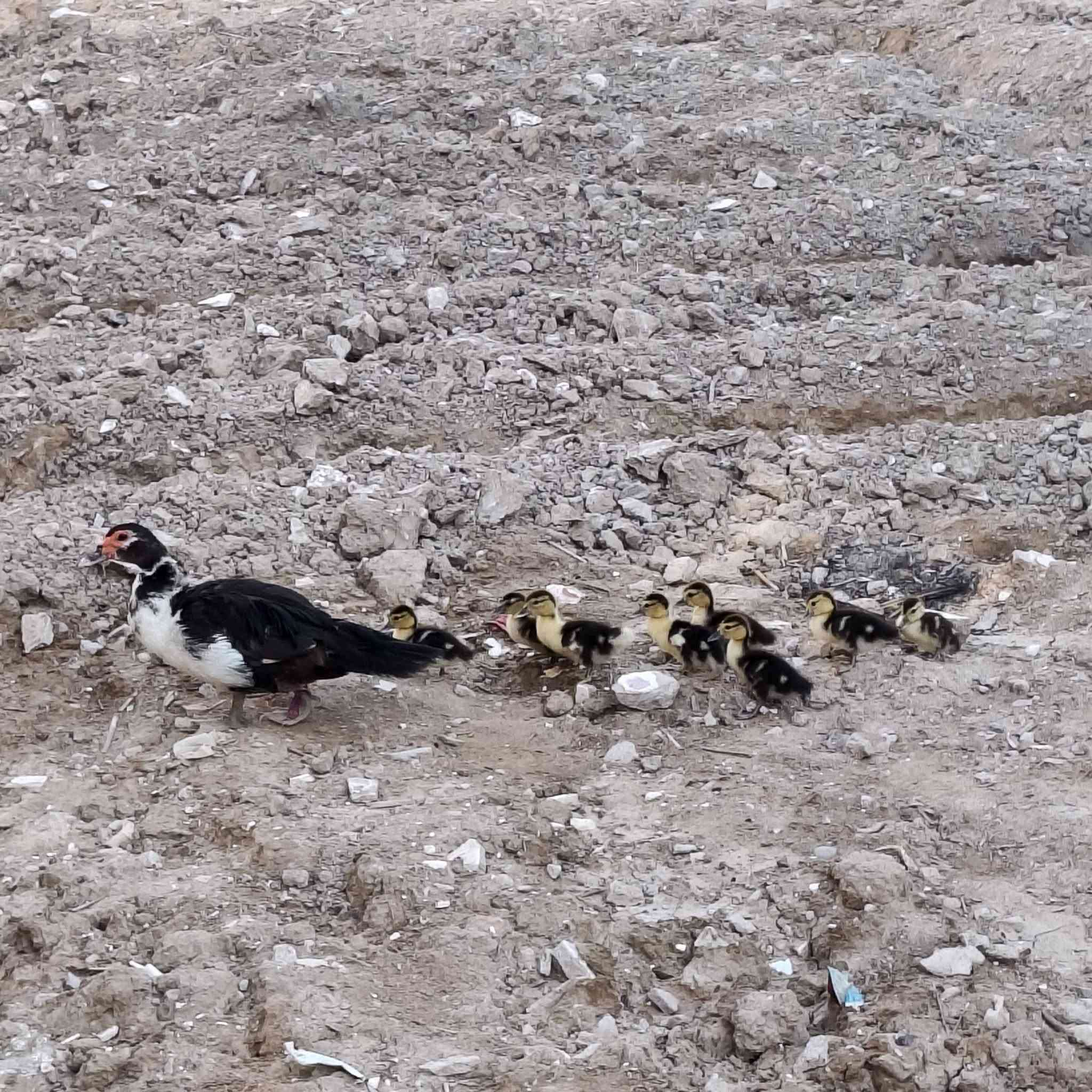 بط مصري العد 2 نثايه وحده وراه 8 وثانيه وراه 6 البيع


**إذا كنت صاحب هذا الإعلان وتريد حذفه لأي سبب، رجاءا أرسل رسالة إلى الدعم الفني**