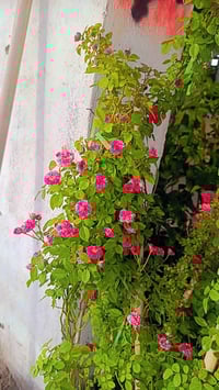 مشتل سيد حسين • جسر الصويره • نباتات زينة