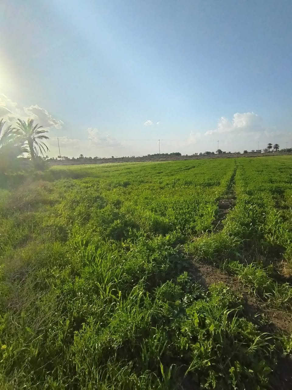 دوانم جميله موقع جيد التاجي ذراع دجلة طابو سند 25 خدمات كاملة ماء اسالة وسقي وكهرباء وسوق مدارس منطقة ريف كلش حلوه الحياة هنا تختلف عيش برفاهيه                (اخذلك دونم 2500 متر او دونمين 5000 متر سعر الدونم 31  مليون ) 
 رتب بيهة مزرعه عائليه ترتاح كلش البناء مسموح سوق مدارس كلش حلوه المنطقة وقريبه على بغداد 
اي استفسار بخصوص الدوانم على الرقم واتساب ***********واتساب

