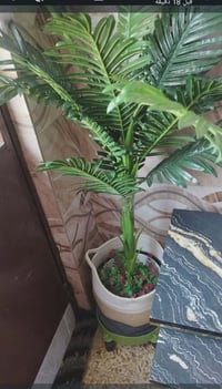 شجرة • للبيع