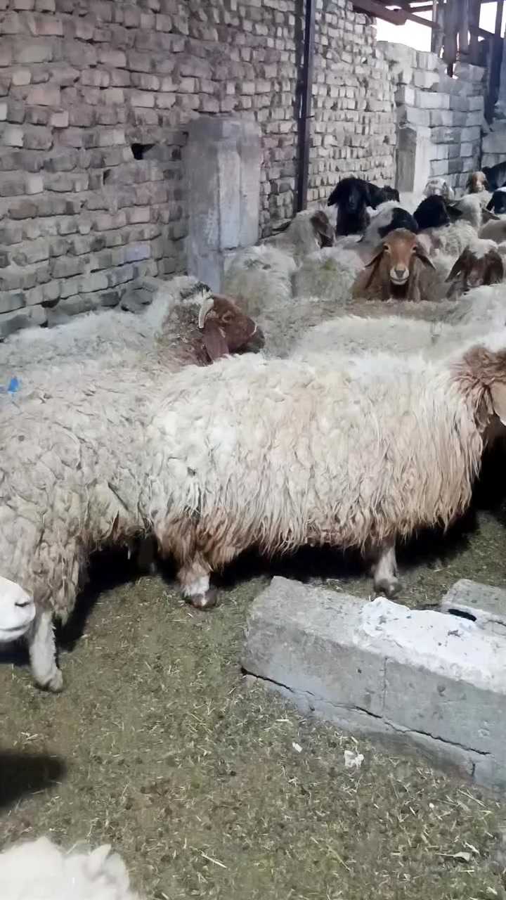 #النجف_الأشرف #نجف_مديتني #احياء_النجف
⚜️السلام عليكم
⚜️مستعدين لذبح وتجهيز كافة المواشي
⚜️ حلال عراقي شرط الصحه ولحم خير من الله 
⚜️العنوان #النجف_الاشرف 
⚜️ #مجيدالاسدي_***********
🌹🌹🌹🌹🌹🌹🌹🌹🌹🌹🌹🌹🌹🌹🌹
