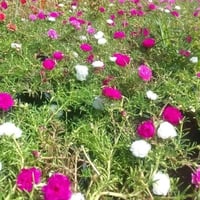 ورد الصباح • نزناز • مشتل سامراء
