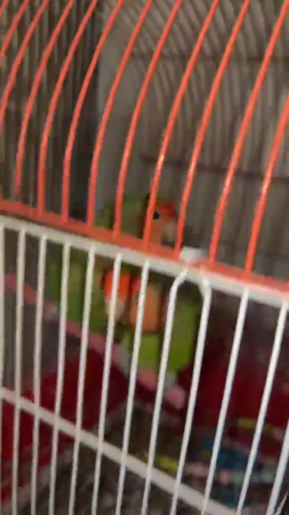 جوتێک خەندووری جوان و هێلکەکەرن نێر وو مێیەن هێلکەکەرن لە بەچکەییەوە لای خۆم بوون بە سلیلاک بەخێوم کردوون خوێندنیان زۆر باشەو چالاکن بە سنووقوو هەموو شتێکیەوە بە ٤٠ هەزار
سەید سادق
سلیمانیش گەیاندنن هەیە


**إذا كنت صاحب هذا الإعلان وتريد حذفه لأي سبب، رجاءا أرسل رسالة إلى الدعم الفني**