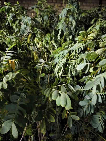 عرض لمدة اسبوع
اكاسيا جولوكا مصري ورد اصفر
حجم 2 متر ونصف الى 3 متر ..ب سعر 5000 فقط
سارع لحجز الكميه محدوده ***********
