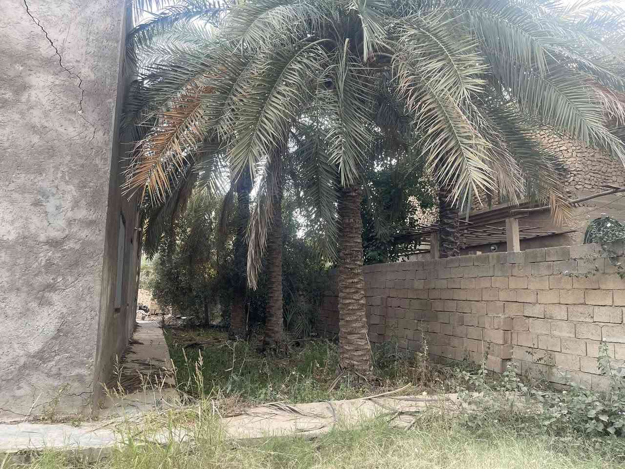 � فرصة استثمارية مميزة للبيع 🌴
📍 الموقع: الأنبار – هيت – حي أمينة

🔹 المساحة الكلية: أكثر من 1000 م²

🔹 الواجهة: 47 متر

🔹 العمق: 23 متر

🔹 جنس العقار: تجاوز

✅ يصلح لـ:

* مزرعة واستراحة عائلية

* تقسيم إلى أكثر من 5 قطع

* بيت مع قطعة أرض وبستان مصغر

🏠 مواصفات المنزل:

* ديوانية

* هول واسع

* غرفتان

* مطبخ

* مساحات كبيرة ومريحة

🏠 الطابق الثاني:

* غرفتان إضافيتان

🌳 تحتوي الحديقة على:

* نخيل مثمر 🌴

* أشجار تين

* أشجار طرنج

* نخيل  بربن

نخيل خيارة 

* وأشجار متنوعة أخرى

🔸 البناء قديم لكنه صالح للسكن

للاستفسار و التواصل ***********
