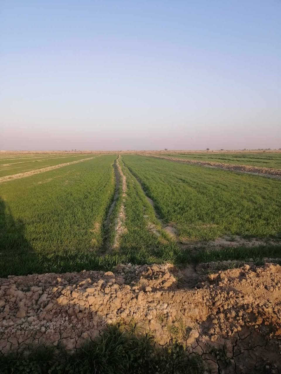 سلام عليكم كاع زراعي عقدين للبيع
١٠٥  ٥٠ مزوعه حنطه و٥٥ بور
المكان كوت واسط المزاك
الاستفسار ***********و ***********
