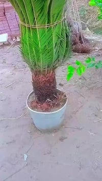 مشتل رسول • اشجار زينة • اشجار مثمرة