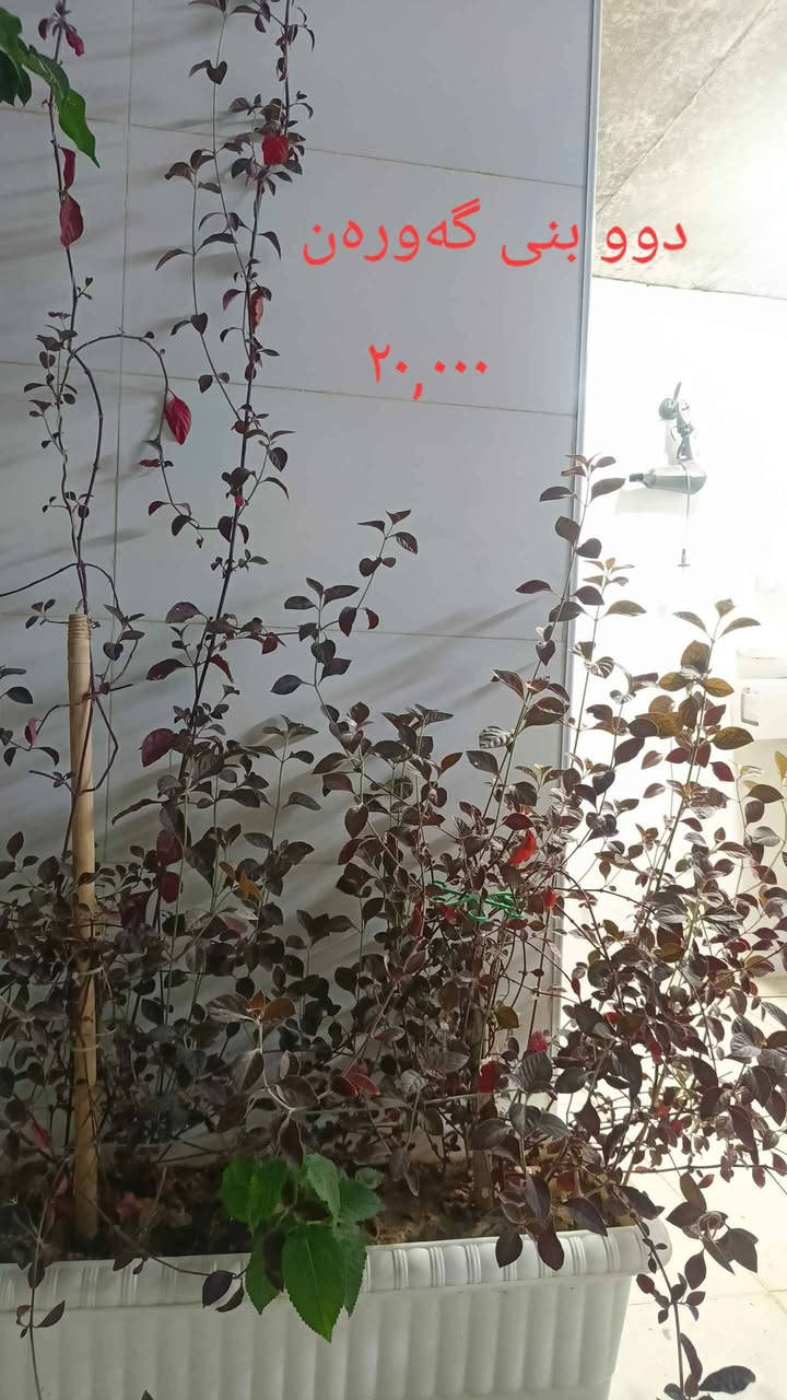 هەموویان مەرکانی نۆی و خۆڵی باش تەندروستن هەموویان نرخیان لەسەرە أربيل, العراق


**إذا كنت صاحب هذا الإعلان وتريد حذفه لأي سبب، رجاءا أرسل رسالة إلى الدعم الفني**