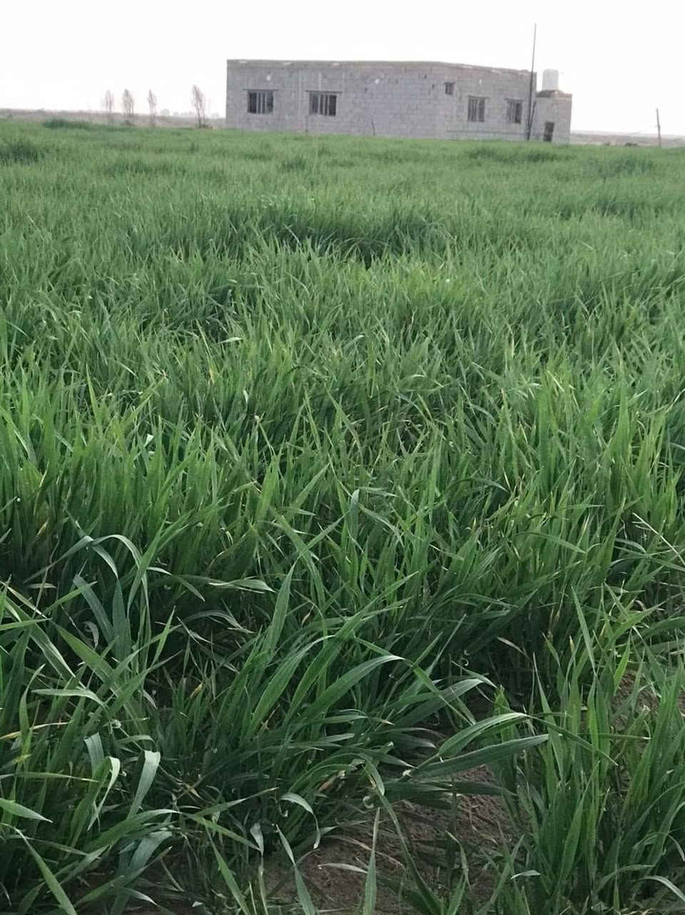 ارض زراعي ٢٠٠ دونم بالرحاب بيه ابار ثنين وغطاس وماطور كهرباء وبيه بيت جديد***********
