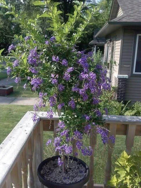 دورنتا بنفسجي 💜✨💯 
شجيرة زينة دائمية الخضرة 🌱 
من نباتات المناطق الاستوائية و شبه الاستوائية 💜💜💜💜 
تزهر خلال فصل الربيع ازهارها ذات لون بنفسجي تناسب الحدائق المنزلية
ممكن زراعتها في سنادين و تشكيلها عن طريق التقليم💜💜💜 
و ممكن تركها تنمو على ساق قائم لتصل ارتفاع مترين او ثلاث امتار💜 
نبات متحمل جزئياً لمناخ العراق 
اذا تعرض النبات الى موجات صقيع تتساقط اوراقه لكن يعود للنمو مع ارتفاع درجات الحرارة💜✨💜✨💜✨ 

قيااس النباات   1   ـم
االسعر /10 آلاف

من قلب العاصمة وإليها.. 
توصيلنا داخل بغداد فقط 🚗"
أتصل على الرقم التالي 
***********
