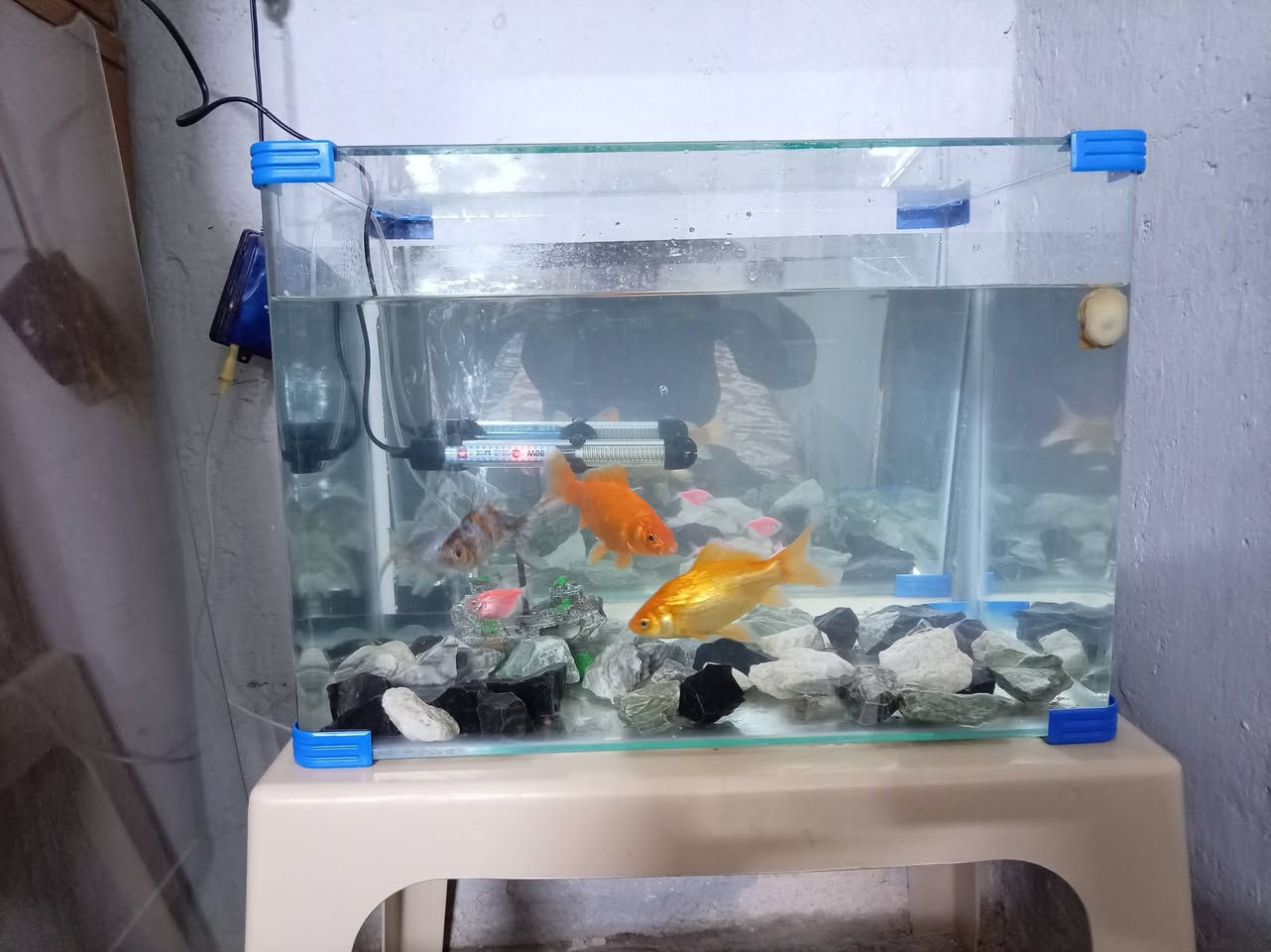 حوض سمك للبيع قياس ٥٠ طول  ٣٠عرض ٣٥ارتفاع يحتوي على ٩سمكات ٤ كبار و٤ صغار ا كناس و حلزون مع غطاس وجهاز تدفئه السعر ٦٠ وبي مجال ***********و***********
