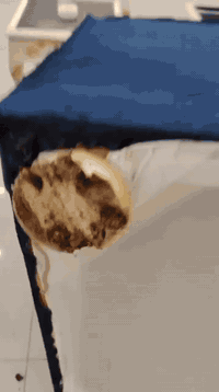 ✅ تعتبر حشرة الارضة من المشاكل المزعجة والمدمرة التي تؤثر على المنازل ...