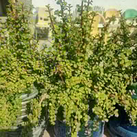 قارورة مي • توصيل مجاني • اخر ١٠ قطع