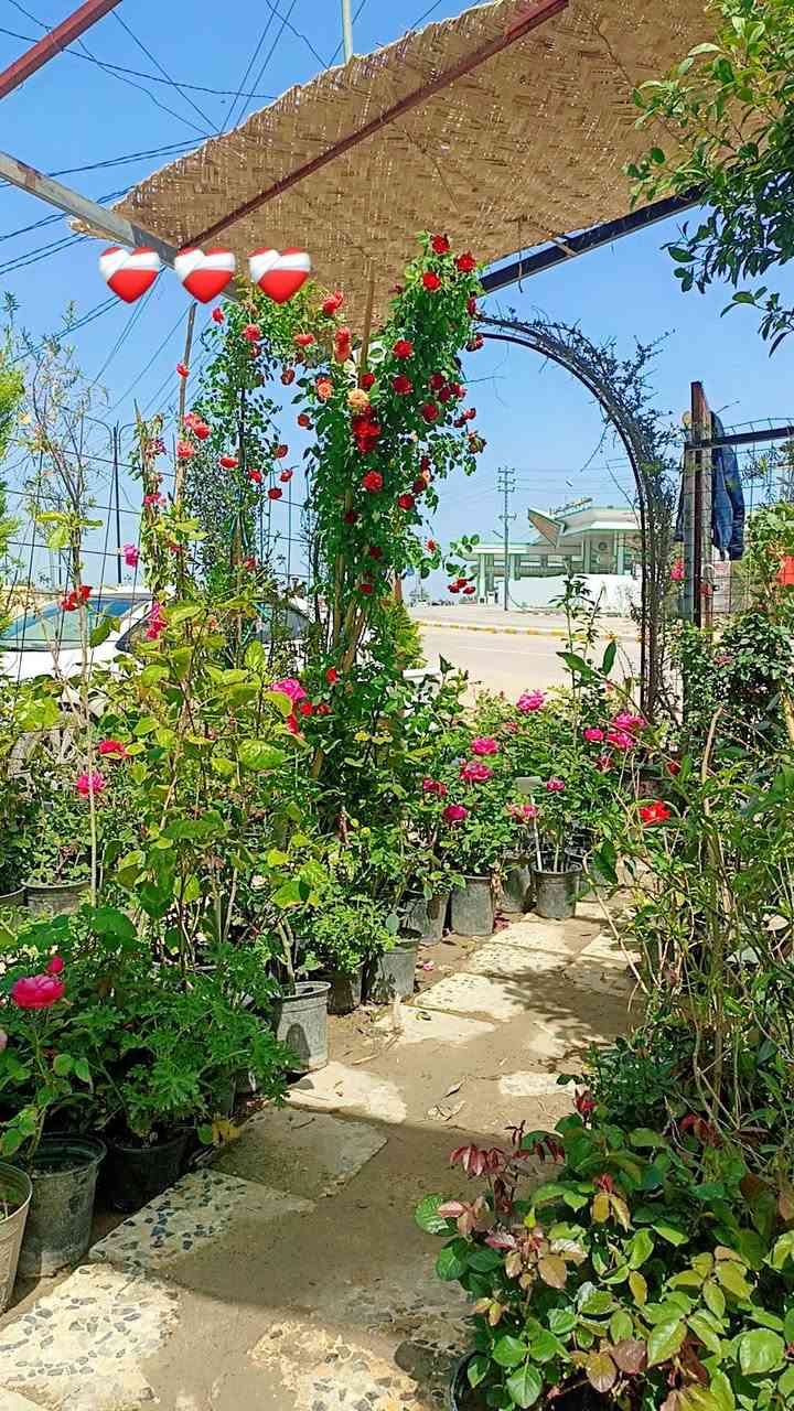 أهلاً وسهلاً بكم في مشتل ورد البنفسج 
وصول وجبه جديده من الأشجار والورد الجوري والمتسلق والورد الزينه الموسمي والدائمي


**إذا كنت صاحب هذا الإعلان وتريد حذفه لأي سبب، رجاءا أرسل رسالة إلى الدعم الفني**