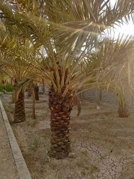 السلام عليكم قطعه للبيع مساحه 1075متر طابو زراعي يدخل اسمك سهم بالطابو مسيجه عله نهر وشارع تبليط عرض 10متر كل الخدمات متوفر وتحتوي عله عديد من  نخل بانوعه العنوان ابو الخصيب محيله تبعد عن الشارع السايدين تقريبن 500متر سعر260مليون وبي مجال قليل ***********
