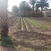 بيت زراعي • نص دونم • طريق المصندك