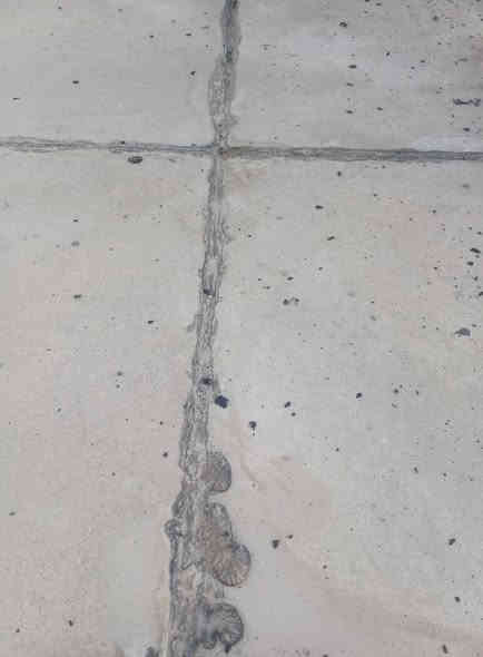 سلام عليكم من رخصه لاادمن تصليح صطوح واعاده ماستك شغل مضبوط بمواد اصليه ***********
