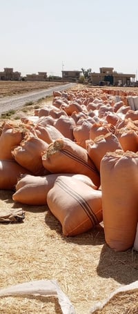 تبن للبيع درجه اولى للاستفسار ‏‪07816897465‬‏