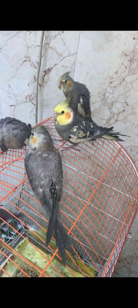 كوكتيل • أليف • مركز البصره