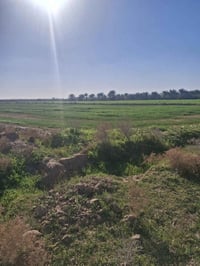 أرض زراعية • ١٥ دونم • ورَه الساير